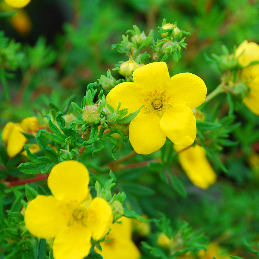 Potentilla fruticosa 'Fargo'