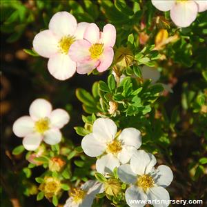 Potentilla fruticosa 'Pink Beauty'