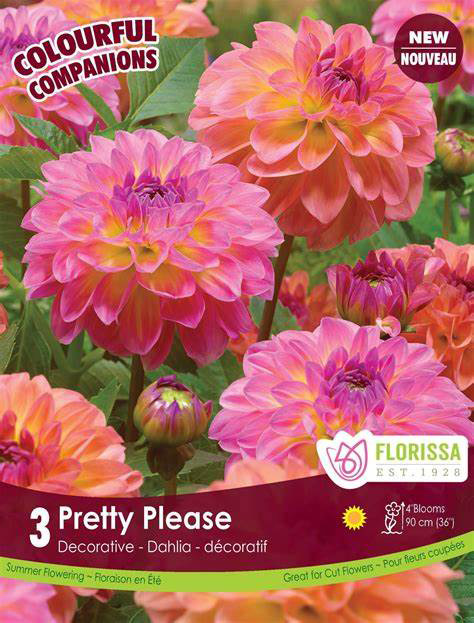 Pretty_Please_dahlia.jpg