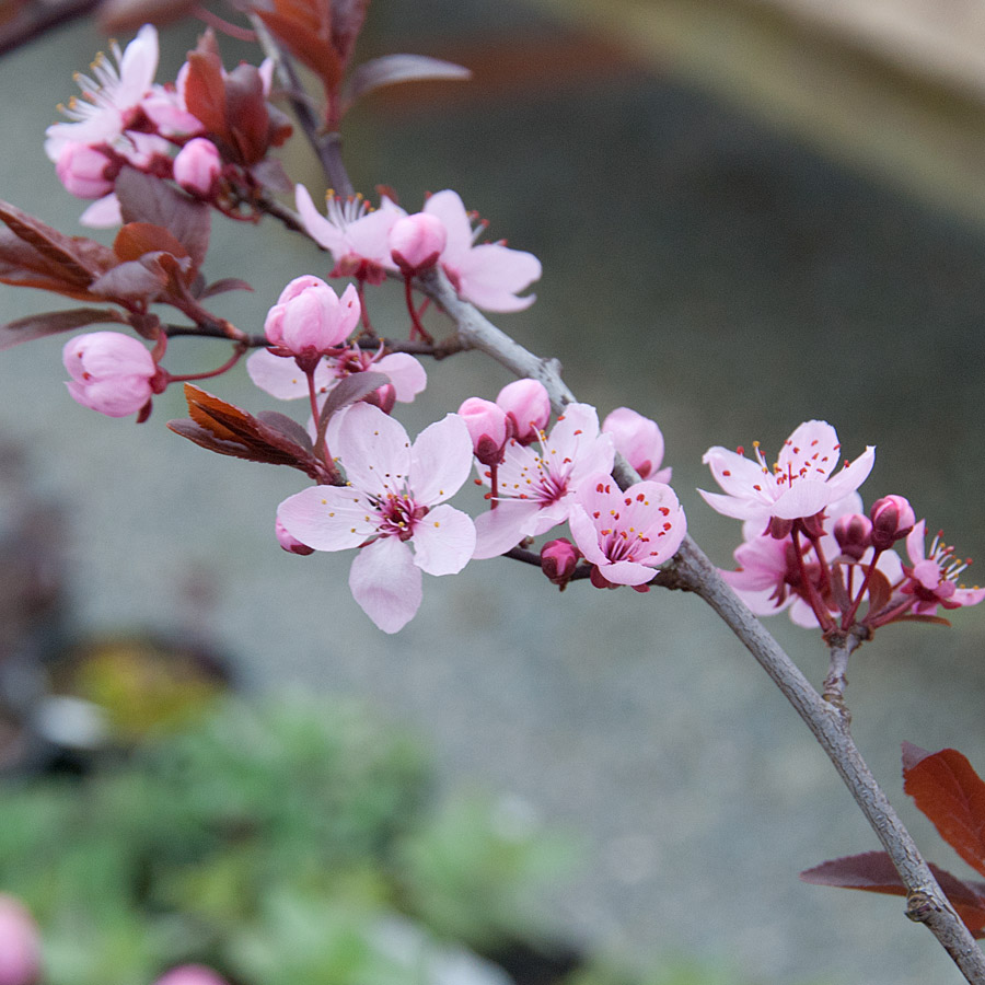 Prunus cerasifera 'Thundercloud'