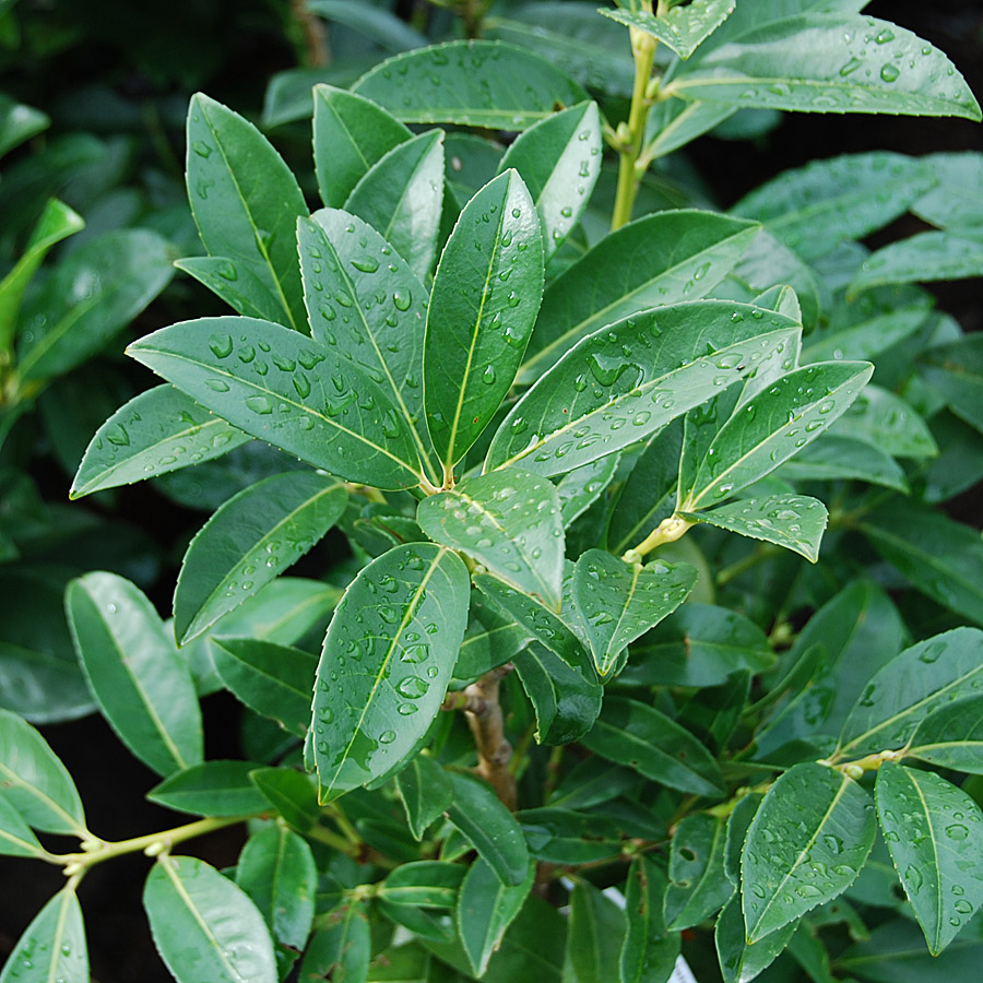 Prunus laurocerasus 'Reynvaanii'