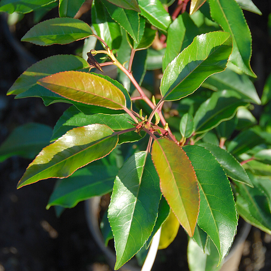 Prunus lusitanica