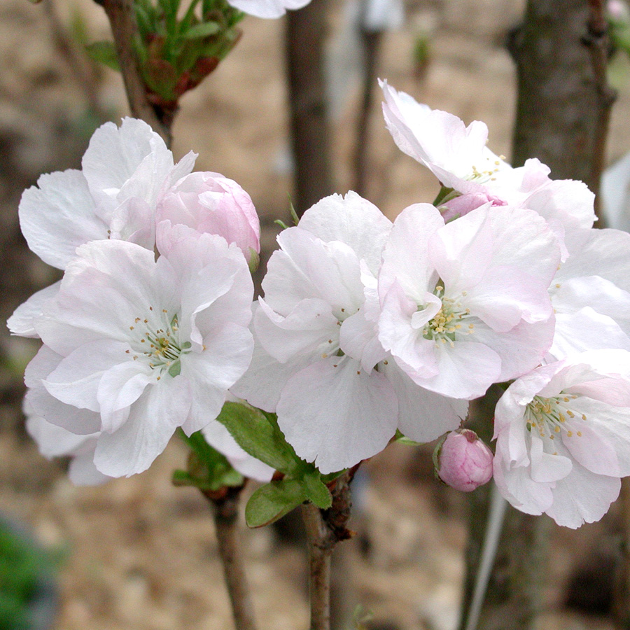 Prunus serrulata 'Amanogawa'