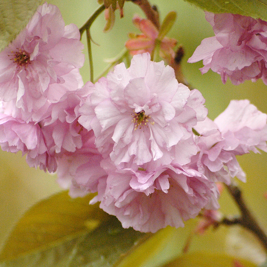 Prunus serrulata 'Kwanzan