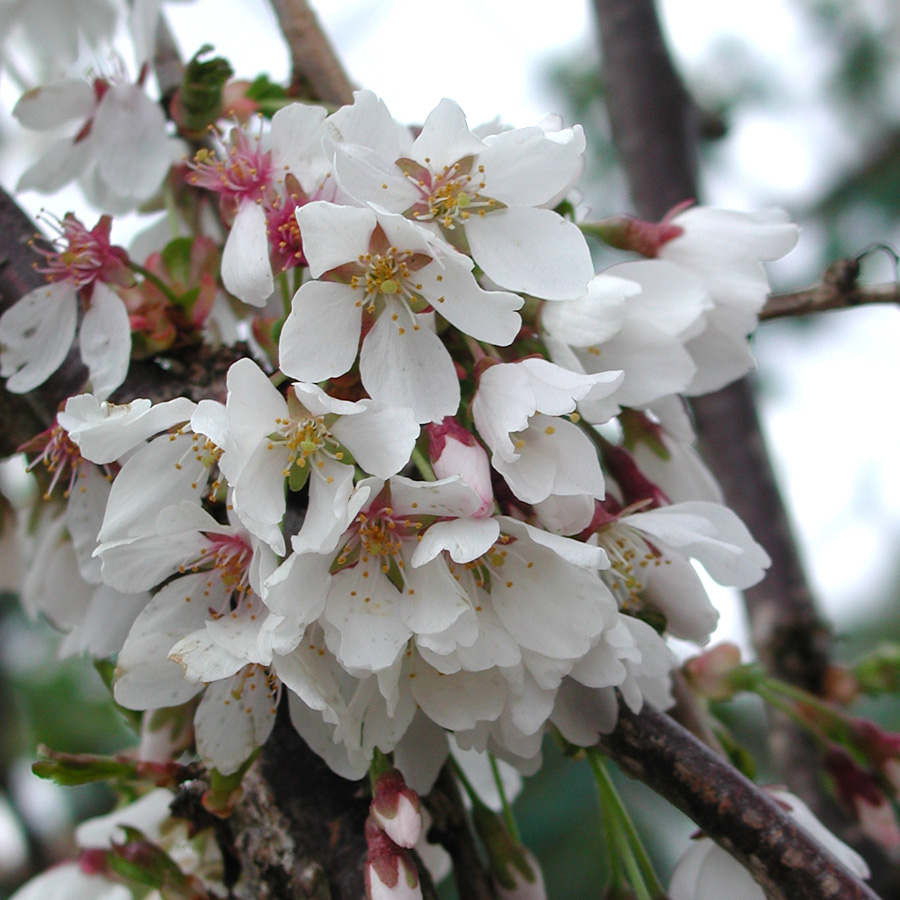 Prunus subhirtella 