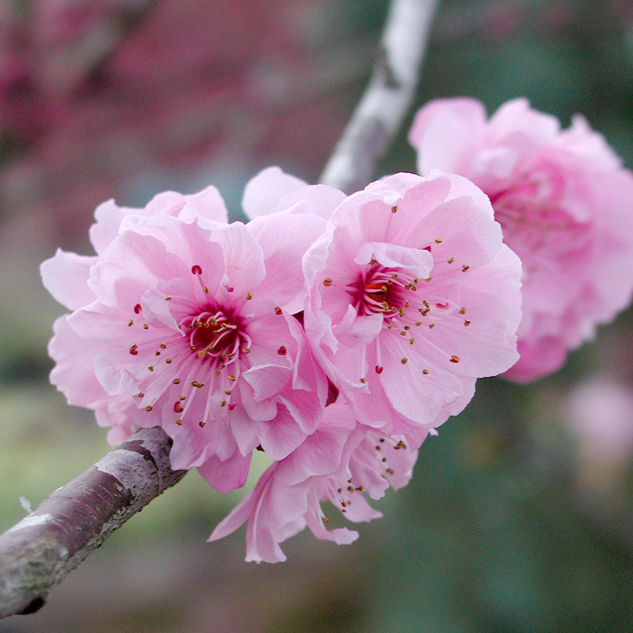 Prunus x blireiana