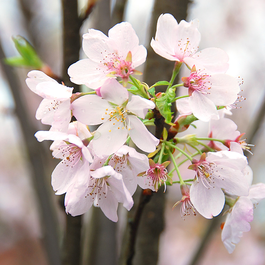 Prunus X yedoensis 'Akebono'