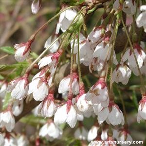 Prunus x yedoensis 'Yoshino' pendula