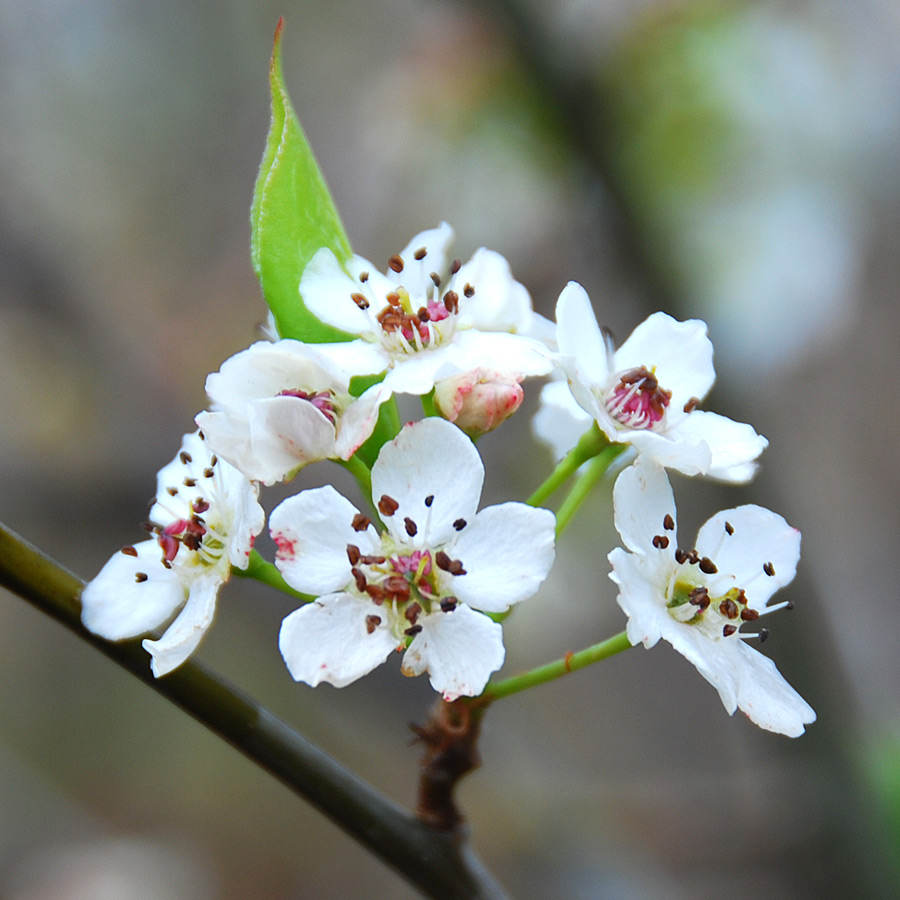 Pyrus calleryana 'Redspire' 