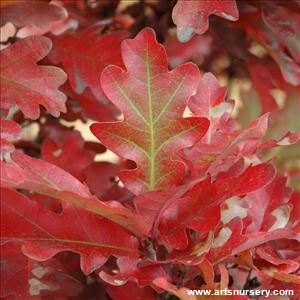 Quercus alba x Q. robur 'Crimschmidt'