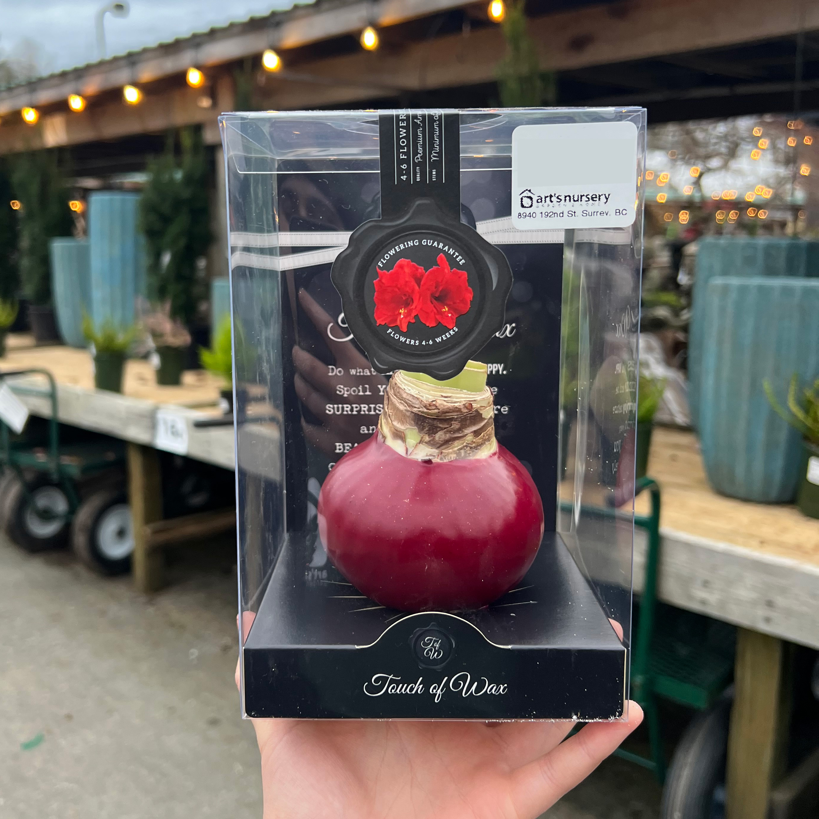 Amaryllis Waxed Bulb- RED