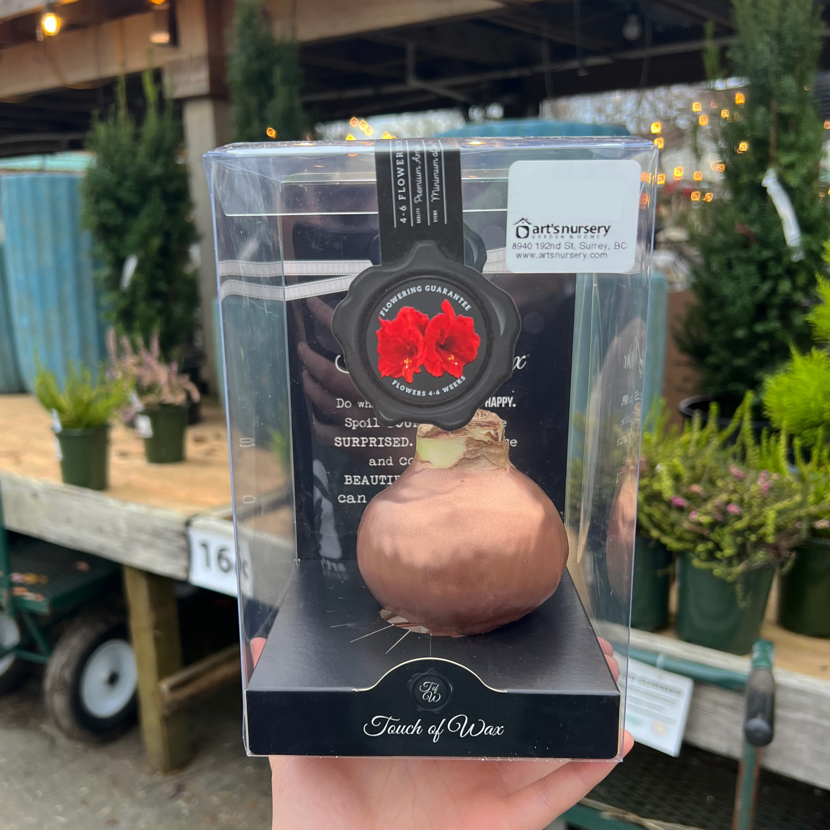 Amaryllis Waxed Bulb- ROSE WAX 