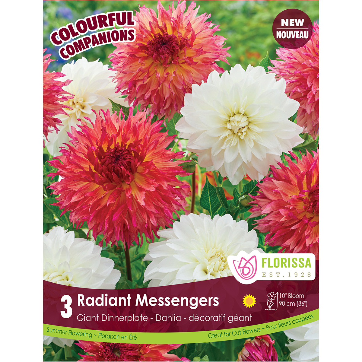 Dahlia 'Radiant Messengers' Tubers 