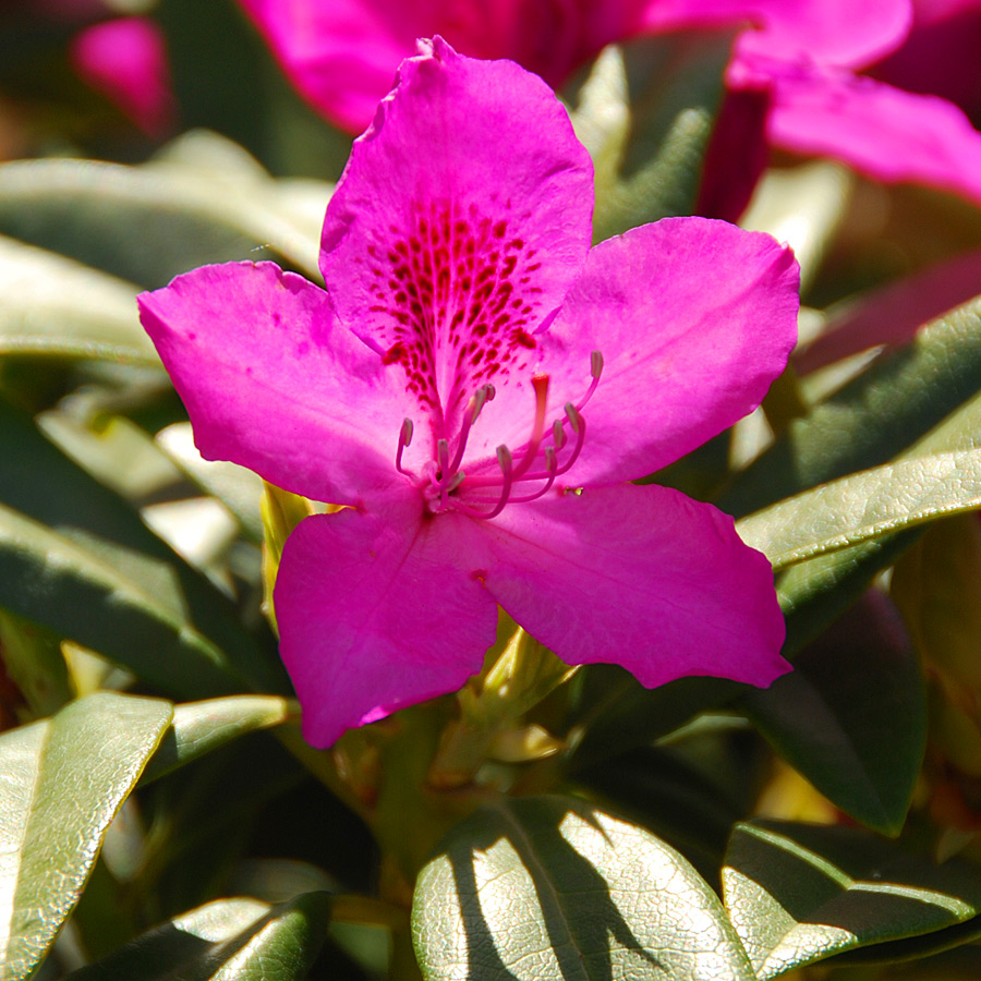 Rhododendron 'Anah Kruschke'