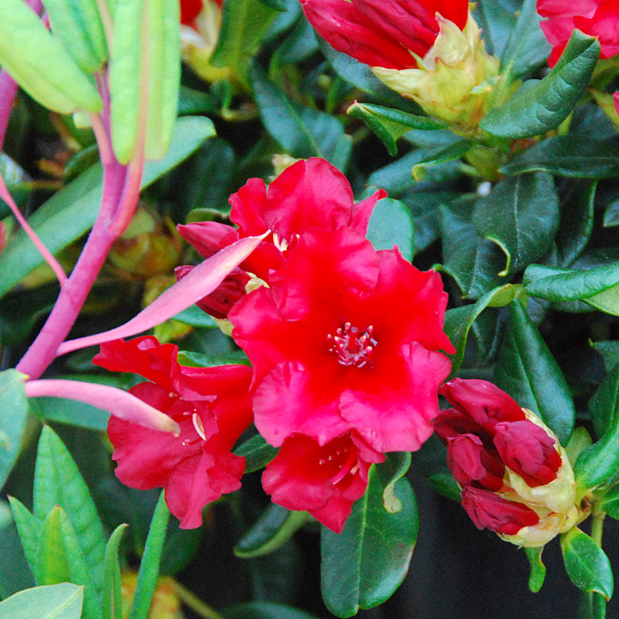 Rhododendron 'Baden Baden'