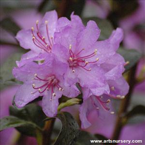 Rhododendron 'Black Satin'