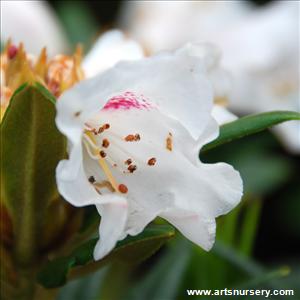 Rhododendron 'Blewbury'