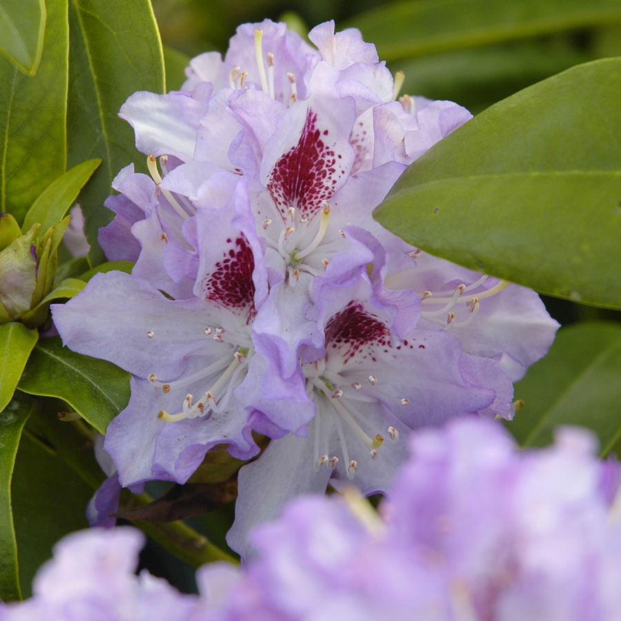 Rhododendron 'Blue Peter'