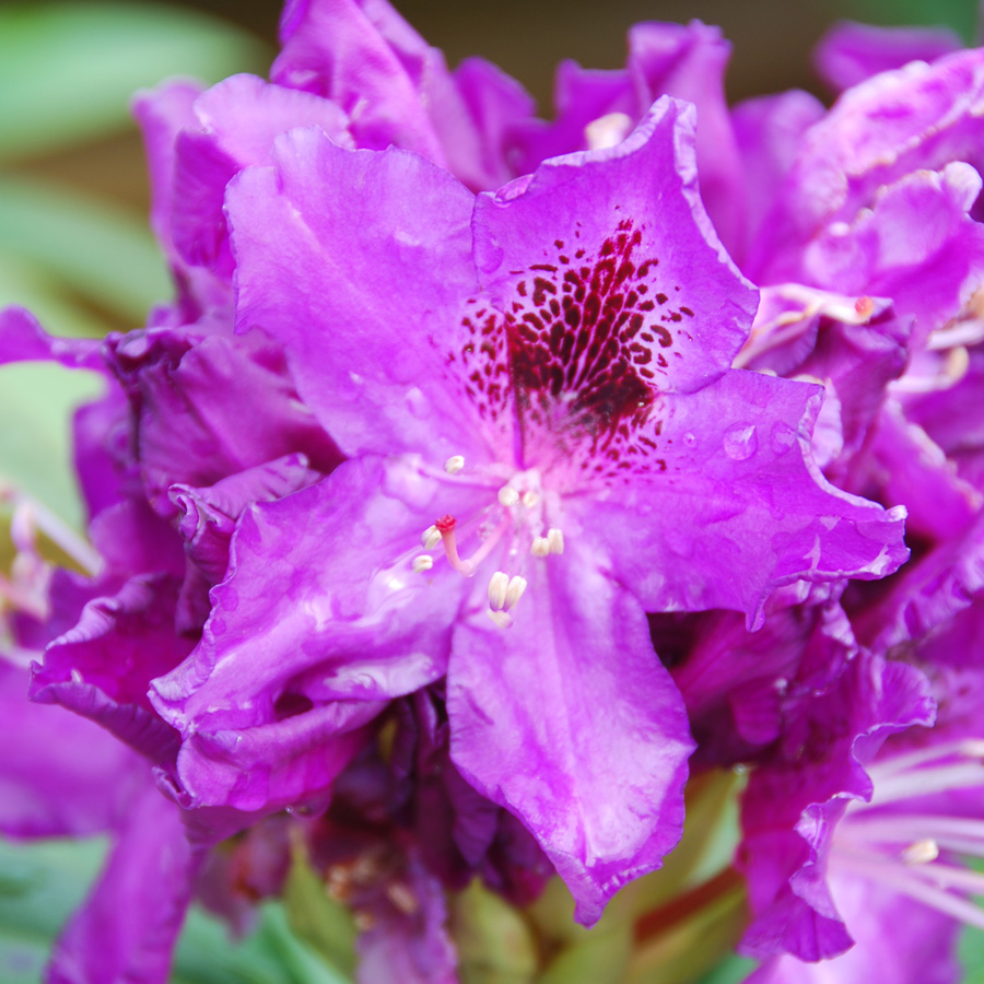 Rhododendron 'Blue Boy'