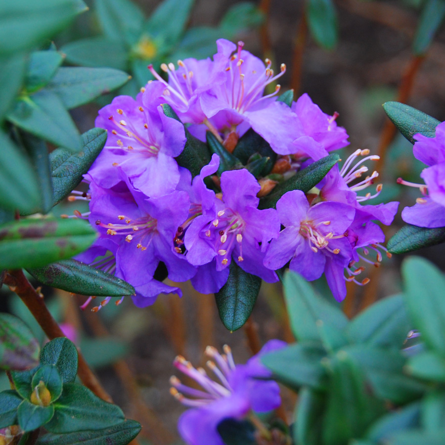 Rhododendron 'Bob's Blue'