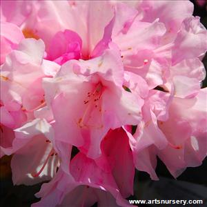 Rhododendron 'Cary Ann'