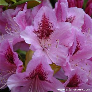 Rhododendron 'Cosmopolitan'