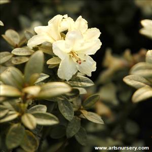 Rhododendron 'Cream Crest'