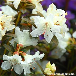 Rhododendron 'Cream Crest'