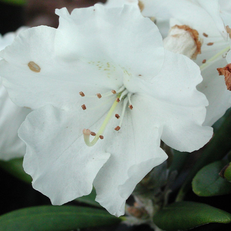 Rhododendron 'Crete'