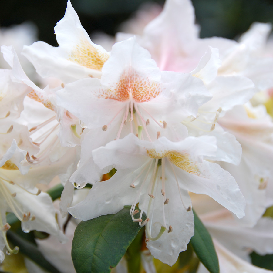 Rhododendron 'Cunningham's White' 