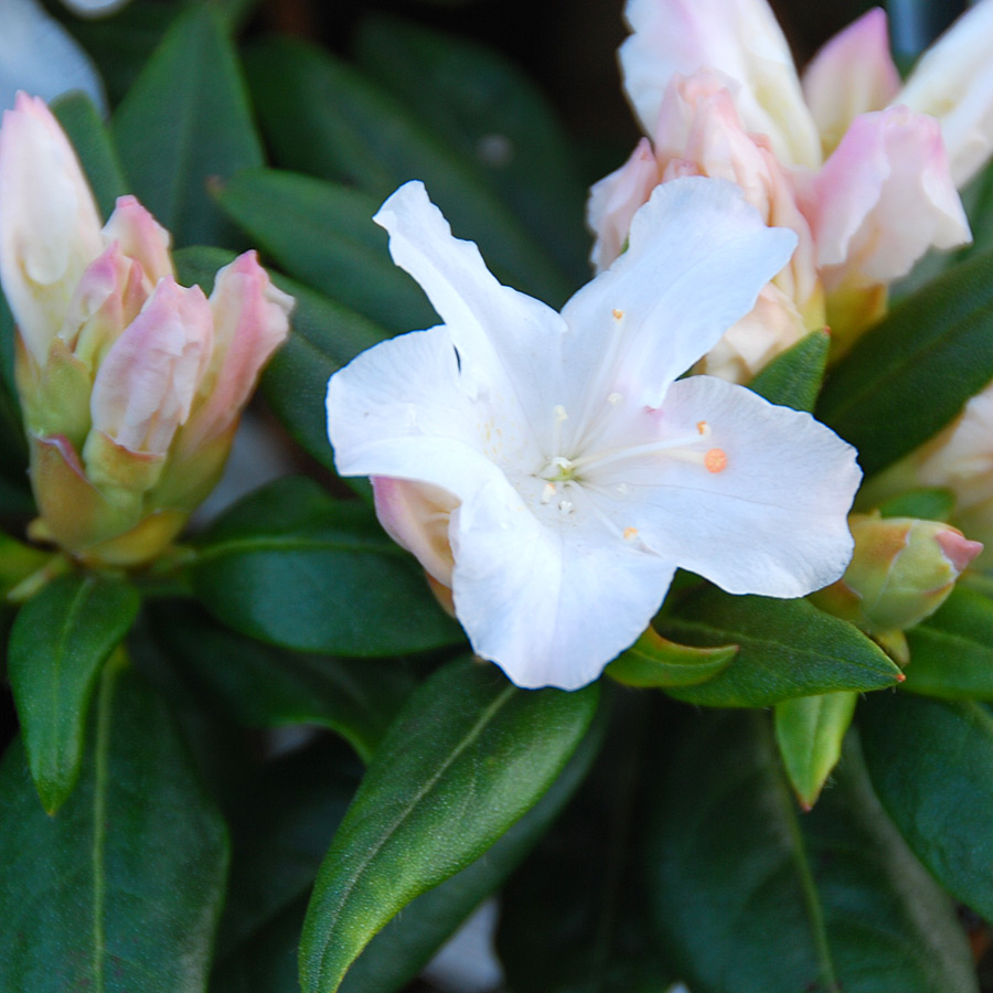 Rhododendron 'Dora Amateis'