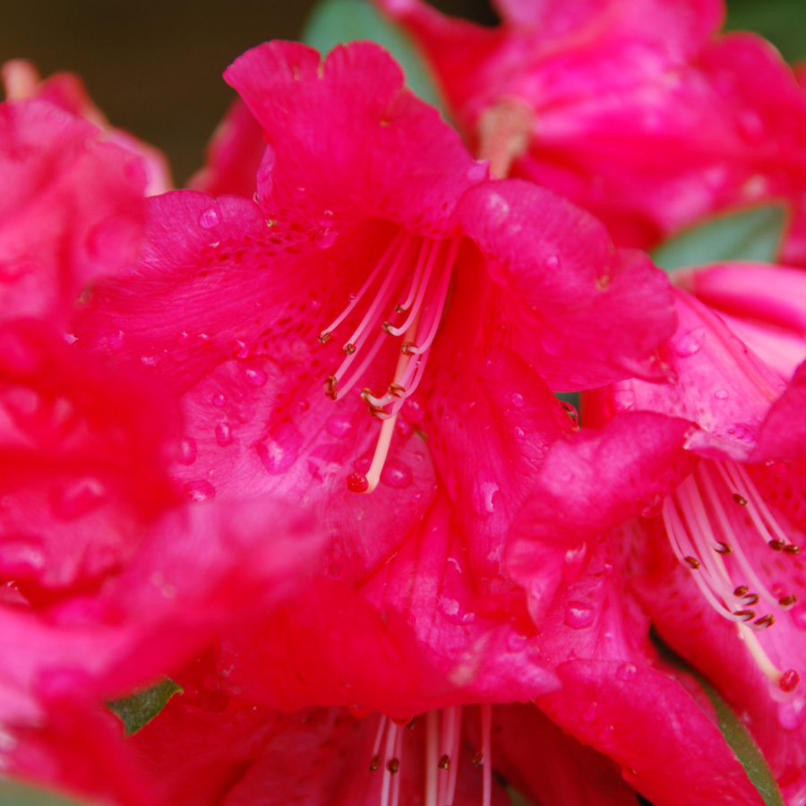 Rhododendron 'Fred Peste'