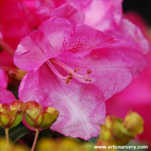 Rhododendron 'Gartendirektor Glocker'