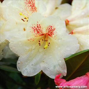 Rhododendron 'Goldbukett'