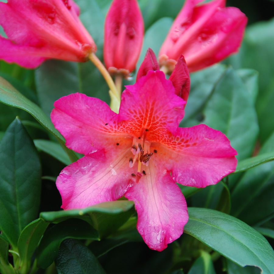 Rhododendron 'Golden Gate'