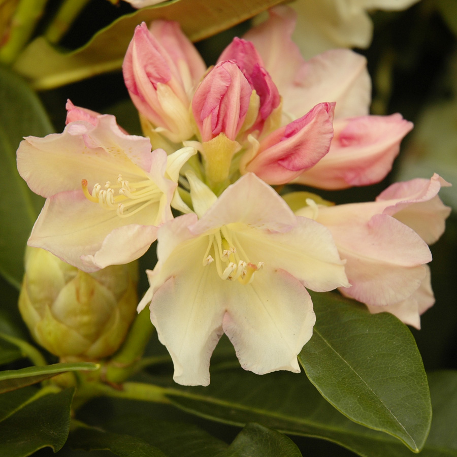 Rhododendron 'Golden Torch'