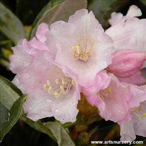 Rhododendron 'Golfer'