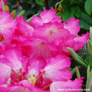 Rhododendron 'Hachman's Marlis'