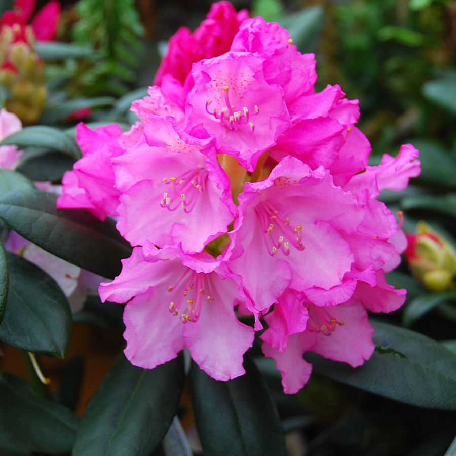 Rhododendron 'Hachmann's Polaris'