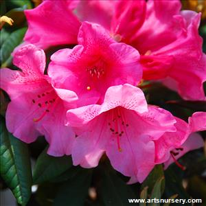 Rhododendron 'Hansel'