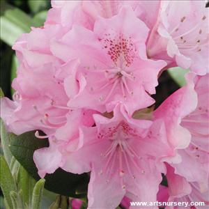 Rhododendron 'Helsinki University'