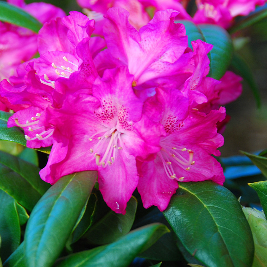 Rhododendron 'Holden' 