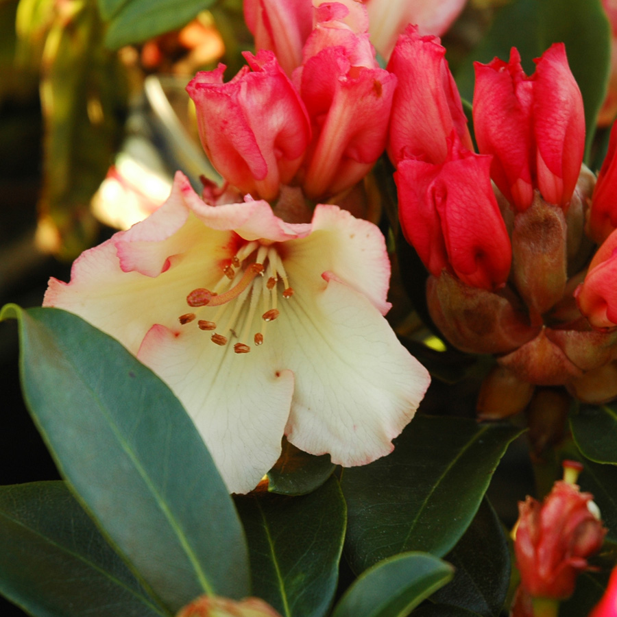 Rhododendron 'Horizon Monarch' 