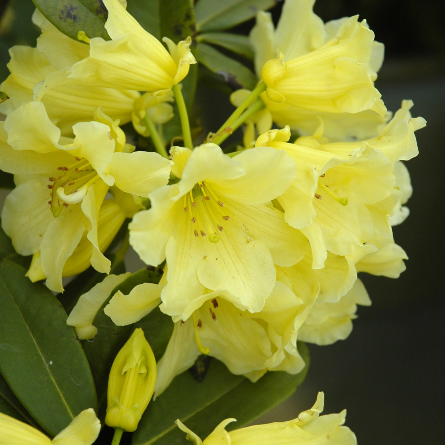 Rhododendron 'Capistrano'