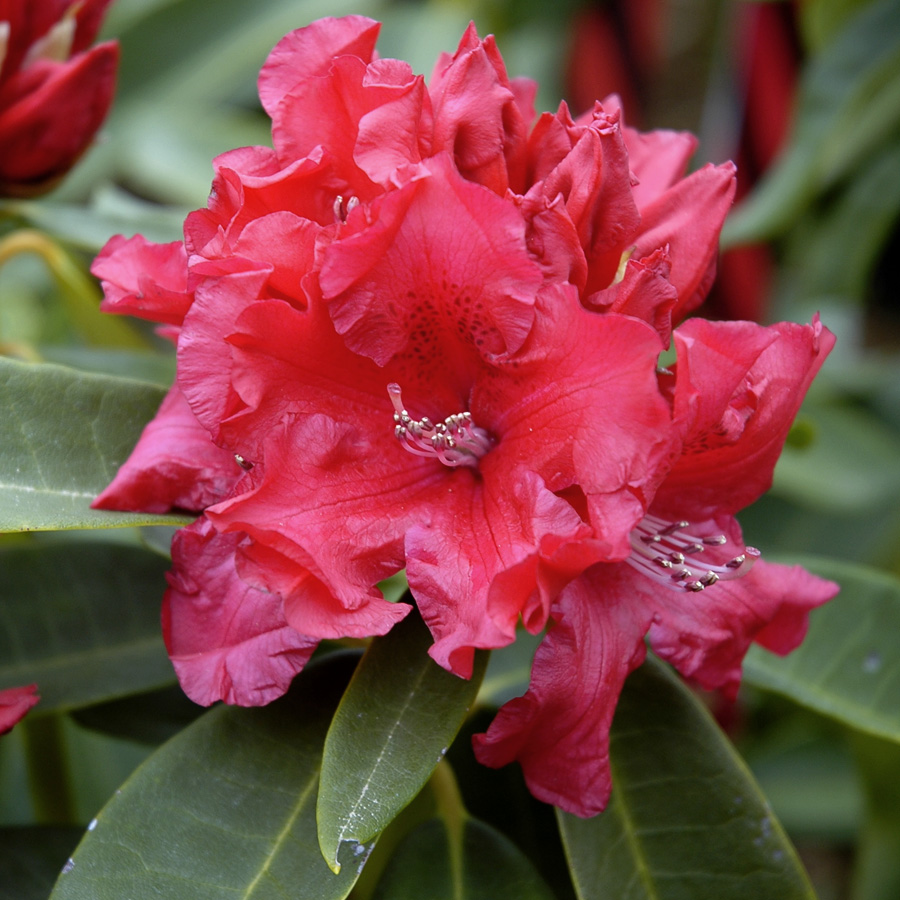 Rhododendron 'Jean Marie de Montague'