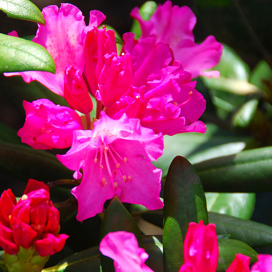 Rhododendron 'Kalinka'