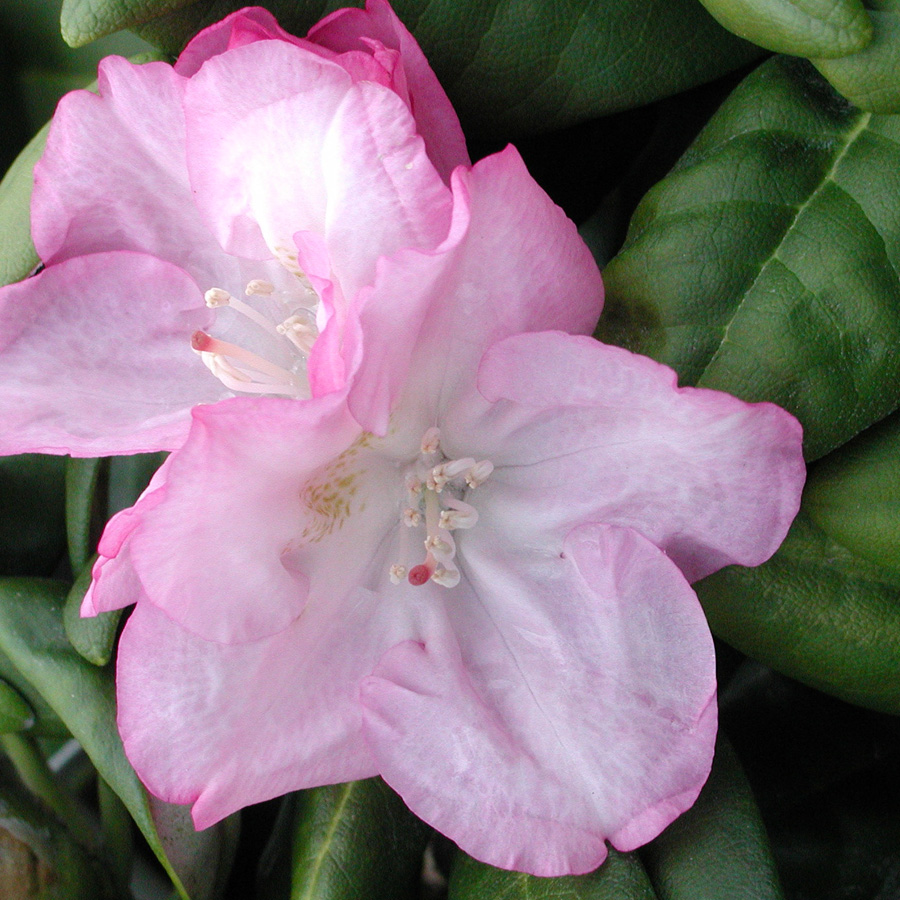 Rhododendron 'Ken Janek'