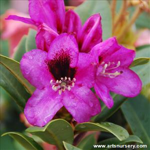 Rhododendron 'Kokardia'