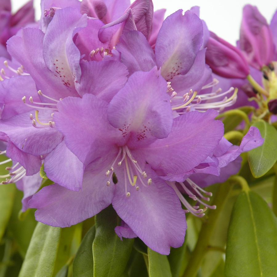 Rhododendron 'Lee's Dark Purple
