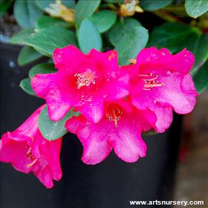 Rhododendron 'Lori Eichelser'